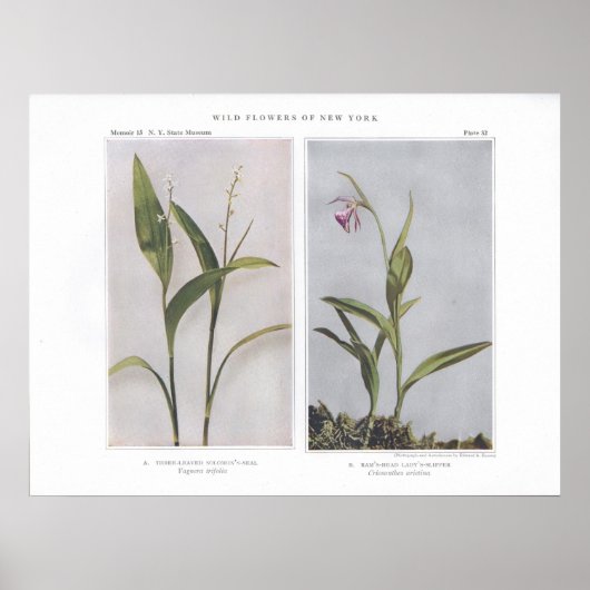 Poster Sceau de Salomon à trois feuilles - Trifolia Vagne (Devant)