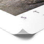 Poster Sceau d'éléphant du Nord mâle (Coin)