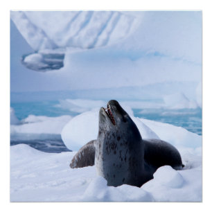 Poster Sceau léopard