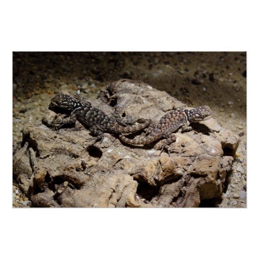 Poster Sceloporus cyanogenys (Devant)