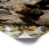Poster Sceloporus cyanogenys (Coin)