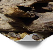 Poster Sceloporus cyanogenys (Coin)