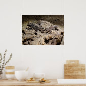 Poster Sceloporus cyanogenys (Cuisine)