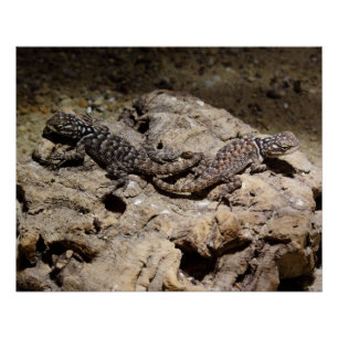 Poster Sceloporus cyanogenys