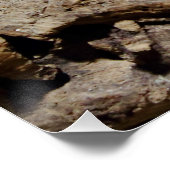 Poster Sceloporus cyanogenys (Coin)