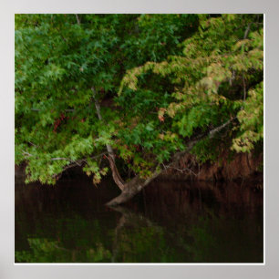 Poster Scène d'arbre au bord de la rivière tranquille