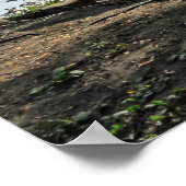 Poster Scène De Bois. Blackweir Woods, Cardiff (Coin)