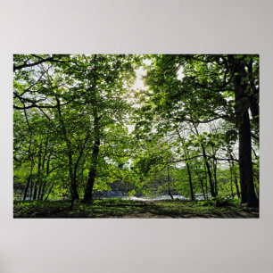Poster Scène De Bois. Blackweir Woods, Cardiff