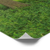 Poster Scène De Bois. Blackweir Woods, Cardiff (Coin)