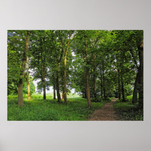 Poster Scène De Bois. Blackweir Woods, Cardiff