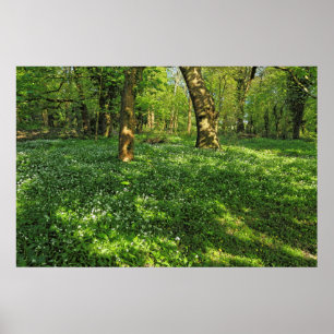 Poster Scène De Bois. Blackweir Woods, Cardiff