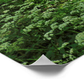 Poster Scène De Bois. Blackweir Woods, Cardiff (Coin)