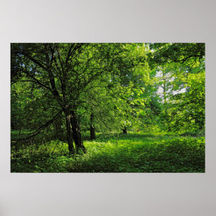Poster Scène De Bois. Blackweir Woods, Cardiff