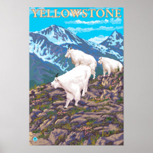 Poster Scène de chèvres de montagne - parc national de