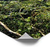 Poster Scène de jungle de la forêt tropicale de Danum Val (Coin)