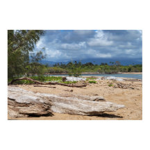 Scène de la plage de Driftwood
