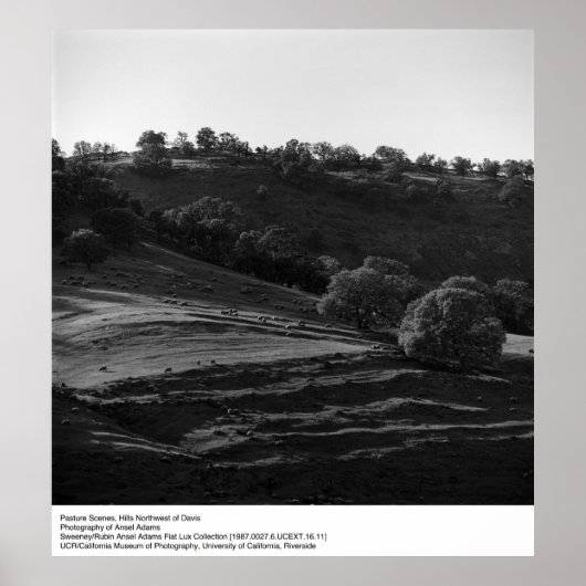 Poster Scène de pâturage par Ansel Adams (Devant)