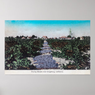 Poster Scène de vignoble des raisins DryingKingsburg, CA