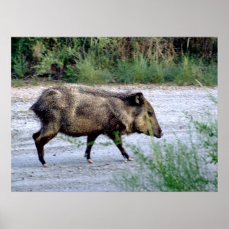 Poster Scène du désert du Chihuahuan 10 javelina