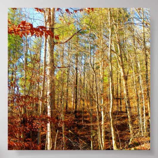 POSTER SCÈNE FORESTIÈRE (Devant)