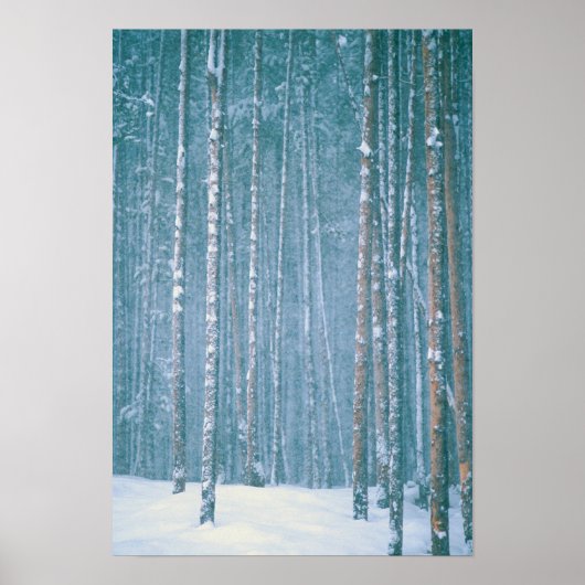 Poster Scène hivernale enneigée parmi (Devant)