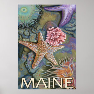 Poster Scène MaineTidepool