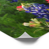 Poster Scène panoramique Bluebonnet (Coin)