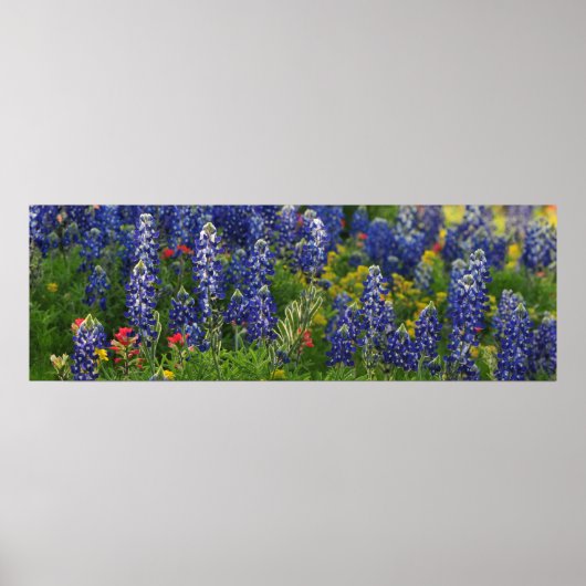 Poster Scène panoramique Bluebonnet (Devant)