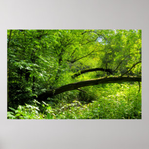 Poster Scène Woodland