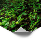Poster Scenic Green Forest (Coin)