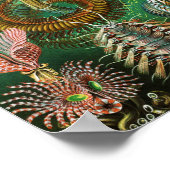 Poster Schaetopoda illustration par Ernst Haeckel (Coin)