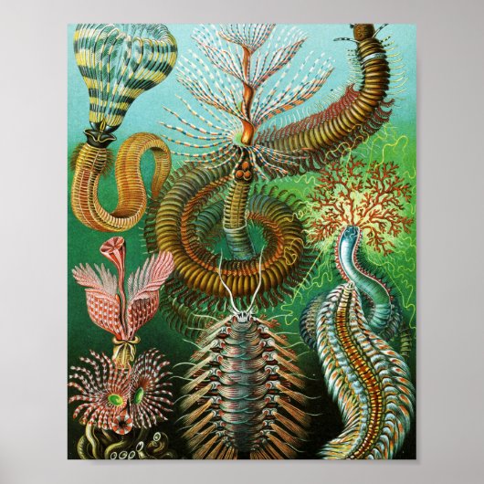 Poster Schaetopoda illustration par Ernst Haeckel (Devant)