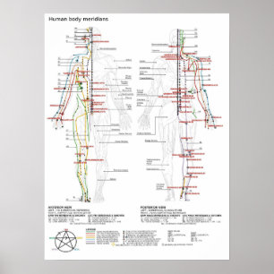 Poster Schéma chinois Méridiens Musculature Bod