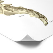 Poster Schéma d'anatomie des muscles spinaux humains (Coin)
