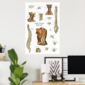 Poster Schéma d'anatomie des muscles spinaux humains (Bureau à domicile)