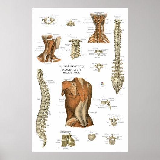 Poster Schéma d'anatomie des muscles spinaux humains (Devant)