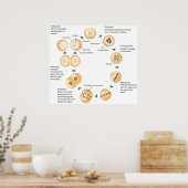 Poster Schéma de la Mitose cellulaire (Cuisine)