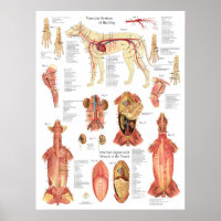 Schéma de l'anatomie des artères des muscles du ch