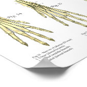 Poster Schéma de l'anatomie des nerfs squelettiques du ch (Coin)