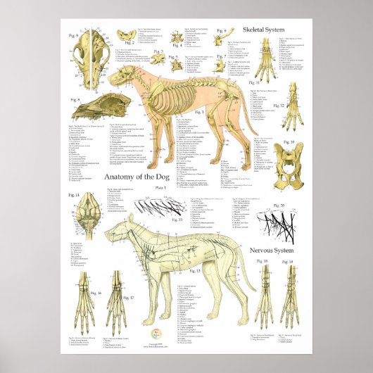 Poster Schéma de l'anatomie des nerfs squelettiques du ch (Devant)