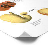 Poster Schéma de l'anatomie interne des muscles du chien (Coin)