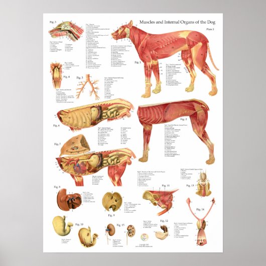 Poster Schéma de l'anatomie interne des muscles du chien (Devant)