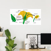 Poster Schéma des parties principales d'une fleur mûre (Bureau à domicile)