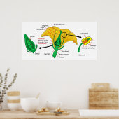 Poster Schéma des parties principales d'une fleur mûre (Cuisine)