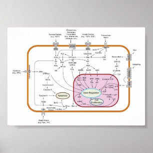 Poster Schéma des voies de transduction du signal génétiq