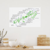 Poster Schéma détaillé du télescope spatial Hubble (Cuisine)