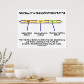Poster Schema Of A Transcription Factor (Protein) (Cuisine)