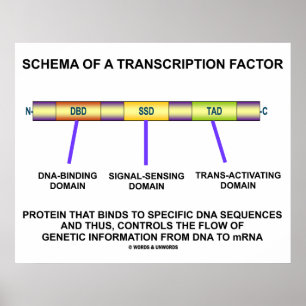 Poster Schema Of A Transcription Factor (Protein)
