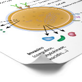 Poster Schéma portant l'étiquette de la bactérie Staphylo (Coin)