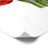 Poster Schizostylis coccinea (Coin)